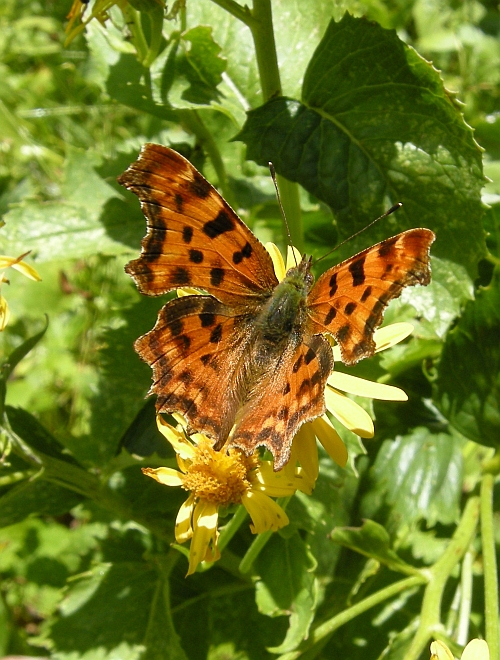 Polygonia c-album